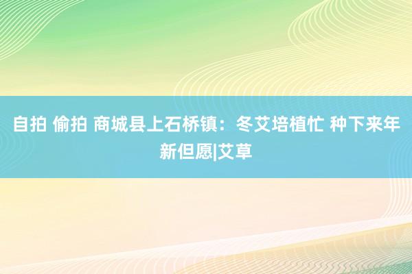 自拍 偷拍 商城县上石桥镇：冬艾培植忙 种下来年新但愿|艾草
